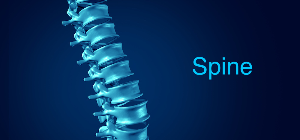 Spine