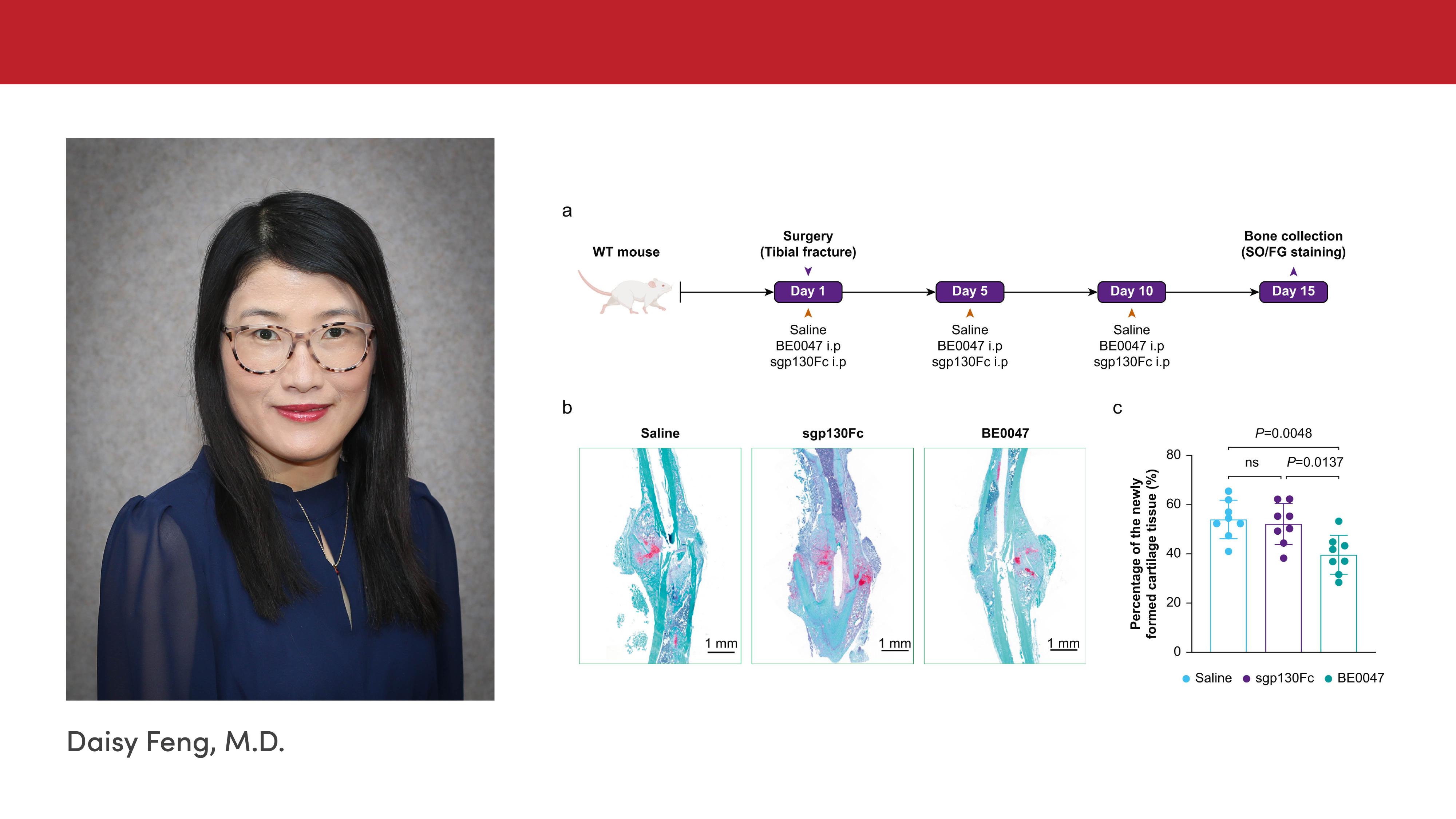 A portrait of Daisy Feng, M.D., next to a figure showing a bone healing process in mice. 