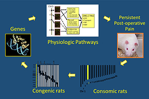 Chronic post-operative pain physiologic pathways